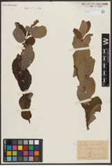 Foto von Salix aurita L.